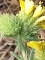 Holocarpha macradenia