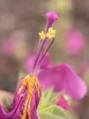 Diplacus cusickioides