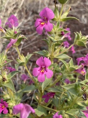 Diplacus cusickioides