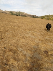 Holocarpha macradenia