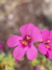 Diplacus cusickioides