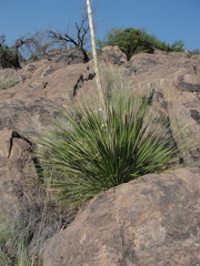 Dasylirion leiophyllum