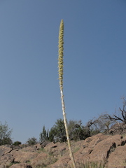 Dasylirion leiophyllum