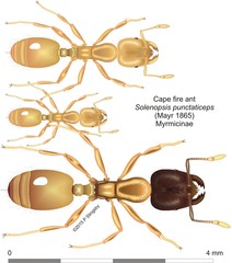Solenopsis punctaticeps