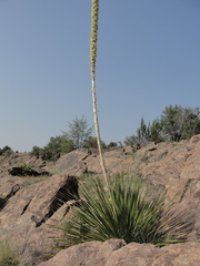 Dasylirion leiophyllum