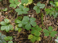 Rubus pedatus