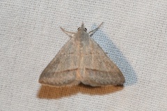 Hemeroplanis immaculalis