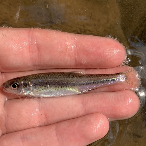 New River shiner (Notropis scabriceps) — Cyprinidae — 2