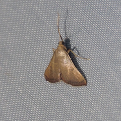 Endotricha theonalis