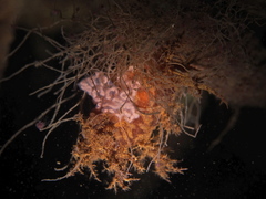 Dendronotus europaeus