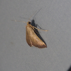 Endotricha theonalis