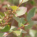 Lyonia ligustrina - Photo (c) Mary Keim,  זכויות יוצרים חלקיות (CC BY-NC-SA)