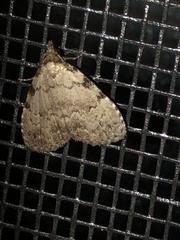 Dyspyralis puncticosta