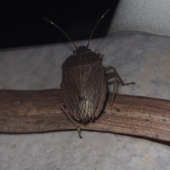 Caystrus obscurus