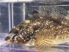 Hexagrammos stelleri