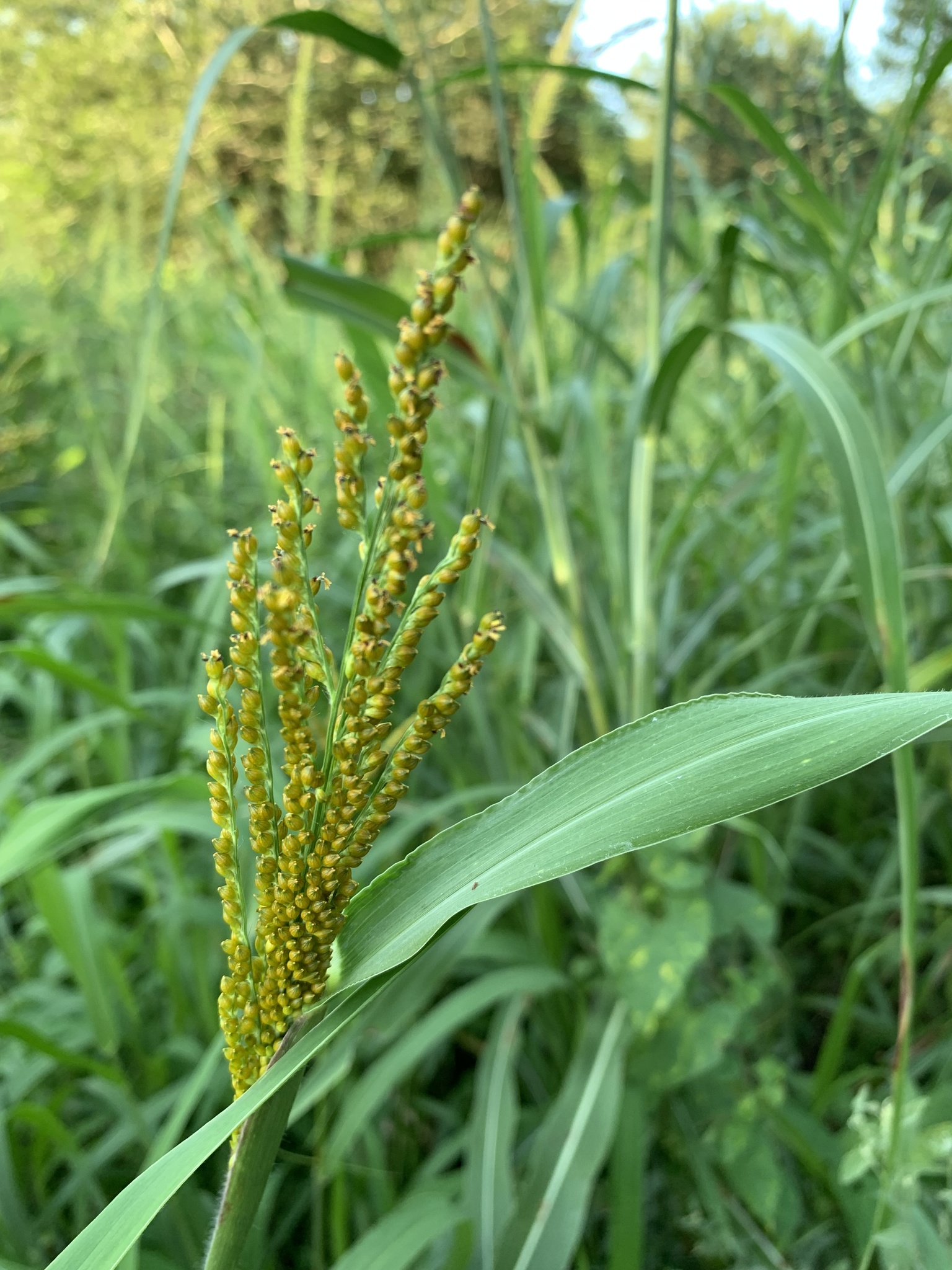 Urochloa fusca