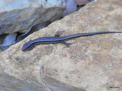 Ctenotus labillardieri