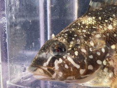 Hexagrammos stelleri