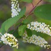 Chokecherry - Photo (c) Dan Mullen, some rights reserved (CC BY-NC-ND)