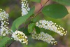 Chokecherry - Photo (c) Dan Mullen, some rights reserved (CC BY-NC-ND)