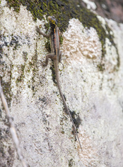 Tropidurus melanopleurus