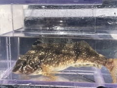 Hexagrammos stelleri