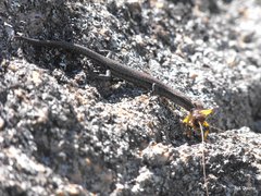 Callose-Palmed Shinning-Skink photo 3