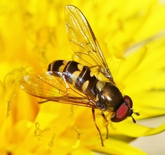 Parasyrphus semiinterruptus