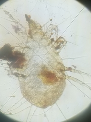 Acaridae