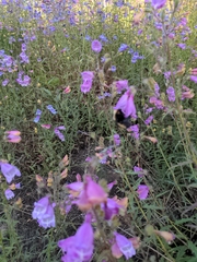 Bombus nevadensis