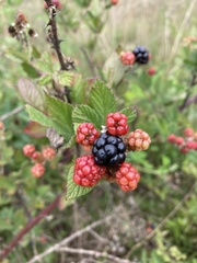 Rubus serissimus