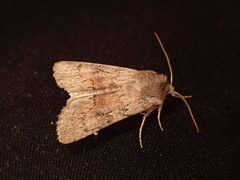 Setagrotis pallidicollis