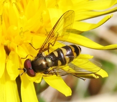 Parasyrphus semiinterruptus