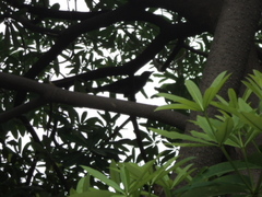 Eudynamys scolopaceus