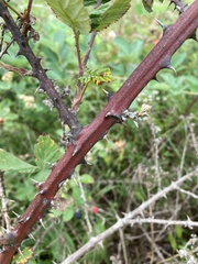 Rubus serissimus
