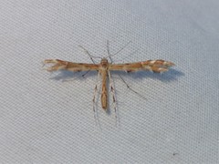 Oxyptilus delawaricus