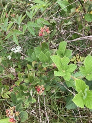 Rubus serissimus