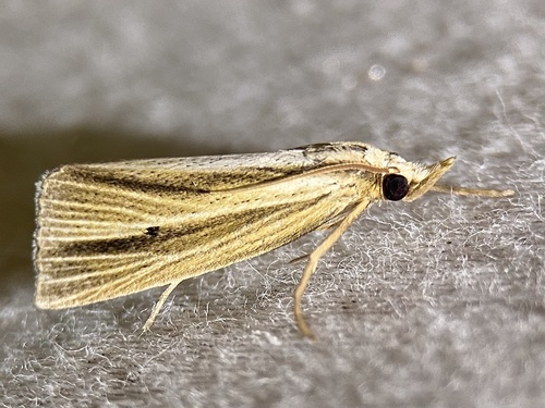 Epina alleni photo 2