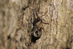 Catonia nava