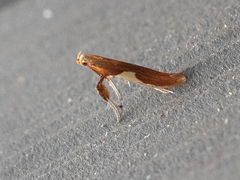 Caloptilia packardella