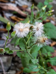 Pseudoconyza viscosa
