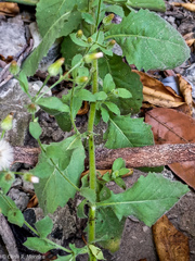 Pseudoconyza viscosa