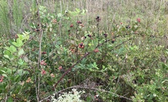 Rubus serissimus