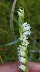 Spiranthes perexilis