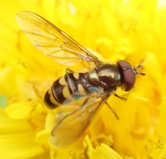 Parasyrphus semiinterruptus