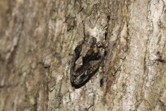 Catonia nava