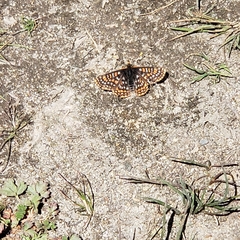Euphydryas editha
