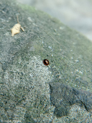 Pentilia chelsea