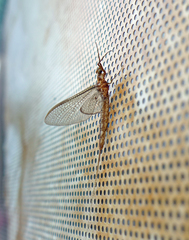 Hexagenia bilineata