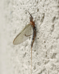 Hexagenia bilineata